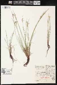 Sisyrinchium campestre image