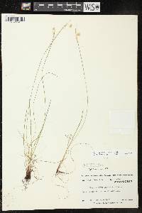 Sisyrinchium campestre image