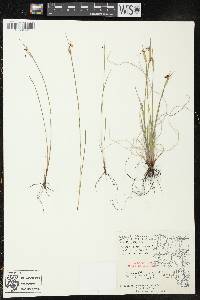 Sisyrinchium campestre image