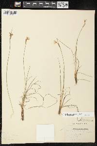 Sisyrinchium campestre image