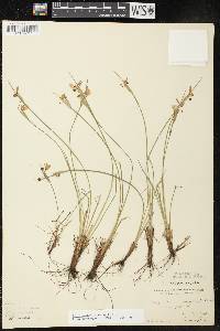 Sisyrinchium campestre image