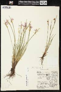 Sisyrinchium campestre image