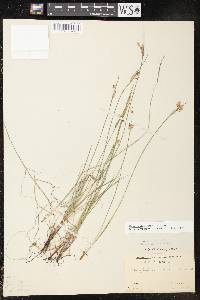 Sisyrinchium campestre image