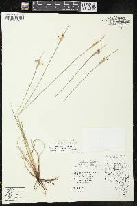 Sisyrinchium campestre image