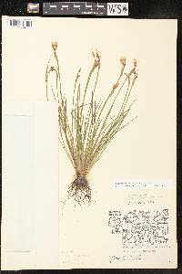 Sisyrinchium campestre image