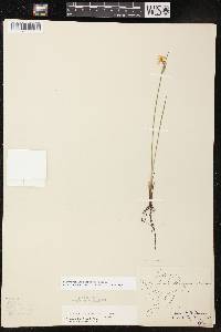 Sisyrinchium campestre image