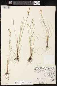 Sisyrinchium campestre image