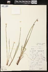 Sisyrinchium montanum image