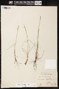 Sisyrinchium campestre image