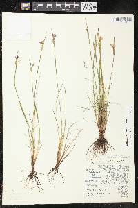 Sisyrinchium campestre image