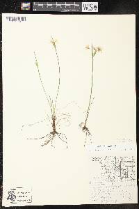 Sisyrinchium albidum image