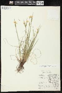 Sisyrinchium campestre image