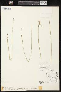 Sisyrinchium campestre image