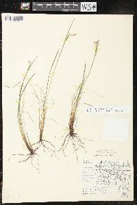 Sisyrinchium campestre image