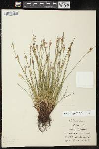 Sisyrinchium campestre image