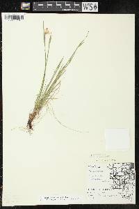 Sisyrinchium campestre image