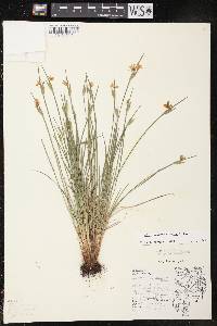 Sisyrinchium campestre image