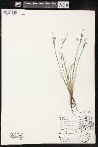 Sisyrinchium campestre image