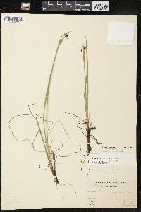 Sisyrinchium montanum var. montanum image