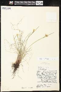 Sisyrinchium albidum image