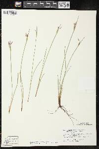 Sisyrinchium campestre image