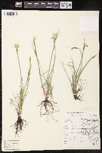 Sisyrinchium campestre image