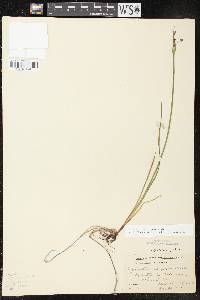 Sisyrinchium campestre image