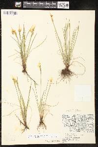 Sisyrinchium campestre image