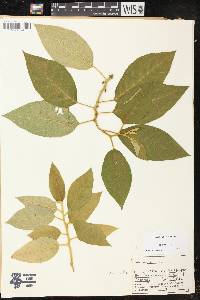 Solanum iltisii image