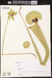 Sarracenia flava image