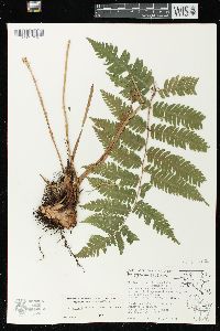 Dryopteris goldieana image