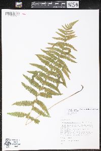 Thelypteris palustris var. pubescens image