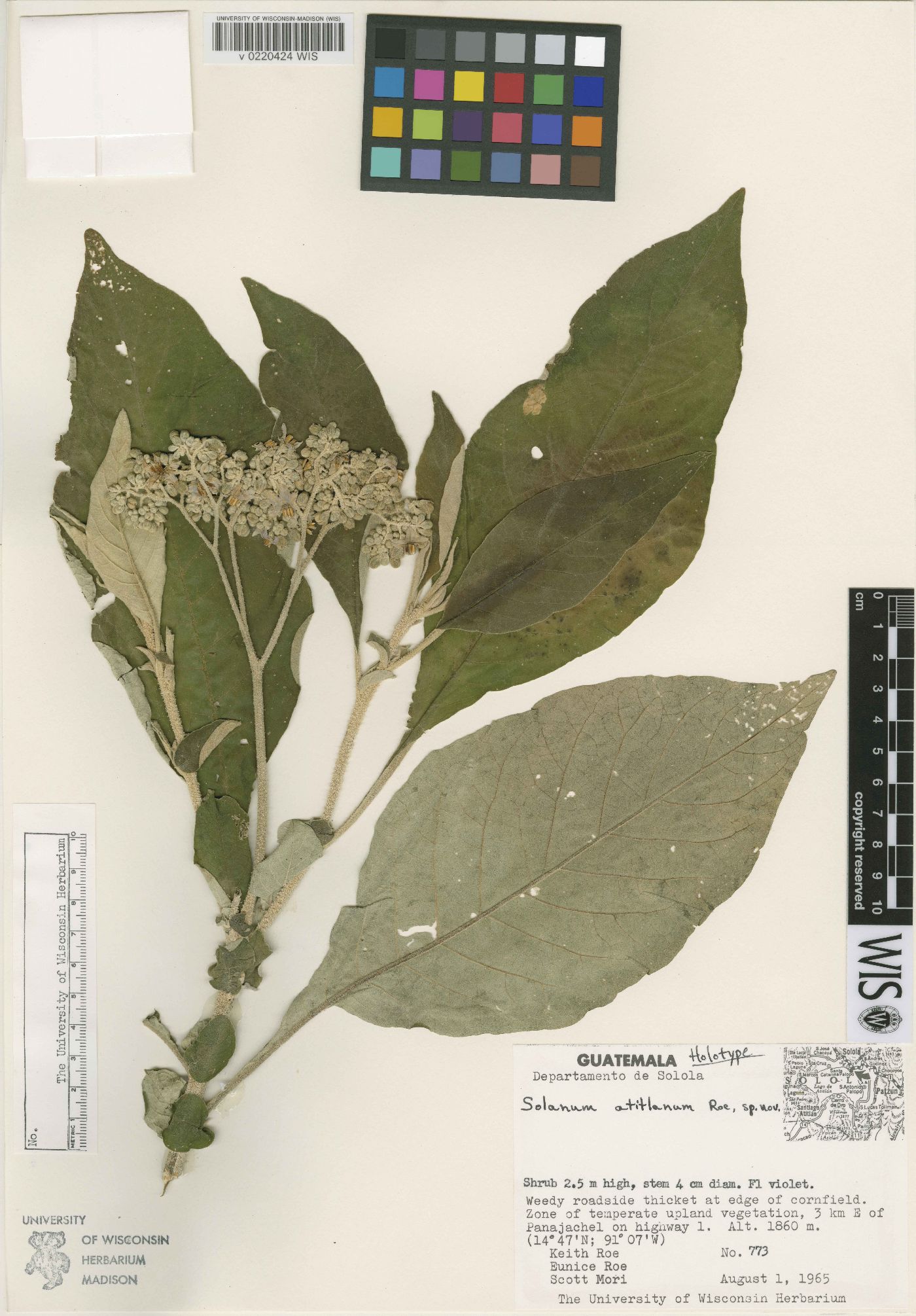 Solanum atitlanum image