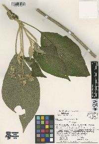 Solanum chiapasense image