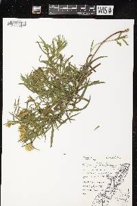 Euthamia graminifolia var. graminifolia image