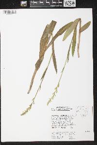 Platanthera huronensis image