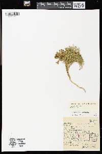 Diphasiastrum tristachyum image