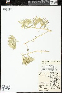 Diphasiastrum tristachyum image