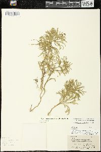 Diphasiastrum tristachyum image