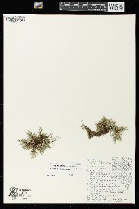 Selaginella rupestris image