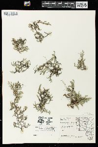 Selaginella rupestris image