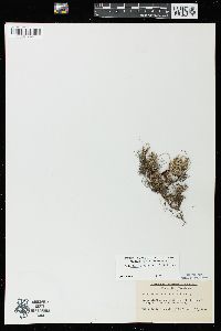 Selaginella rupestris image