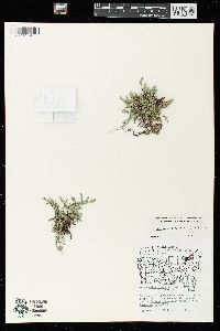 Selaginella rupestris image