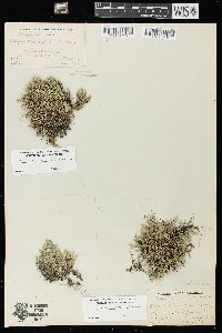 Selaginella rupestris image