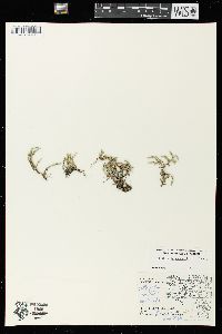 Selaginella rupestris image