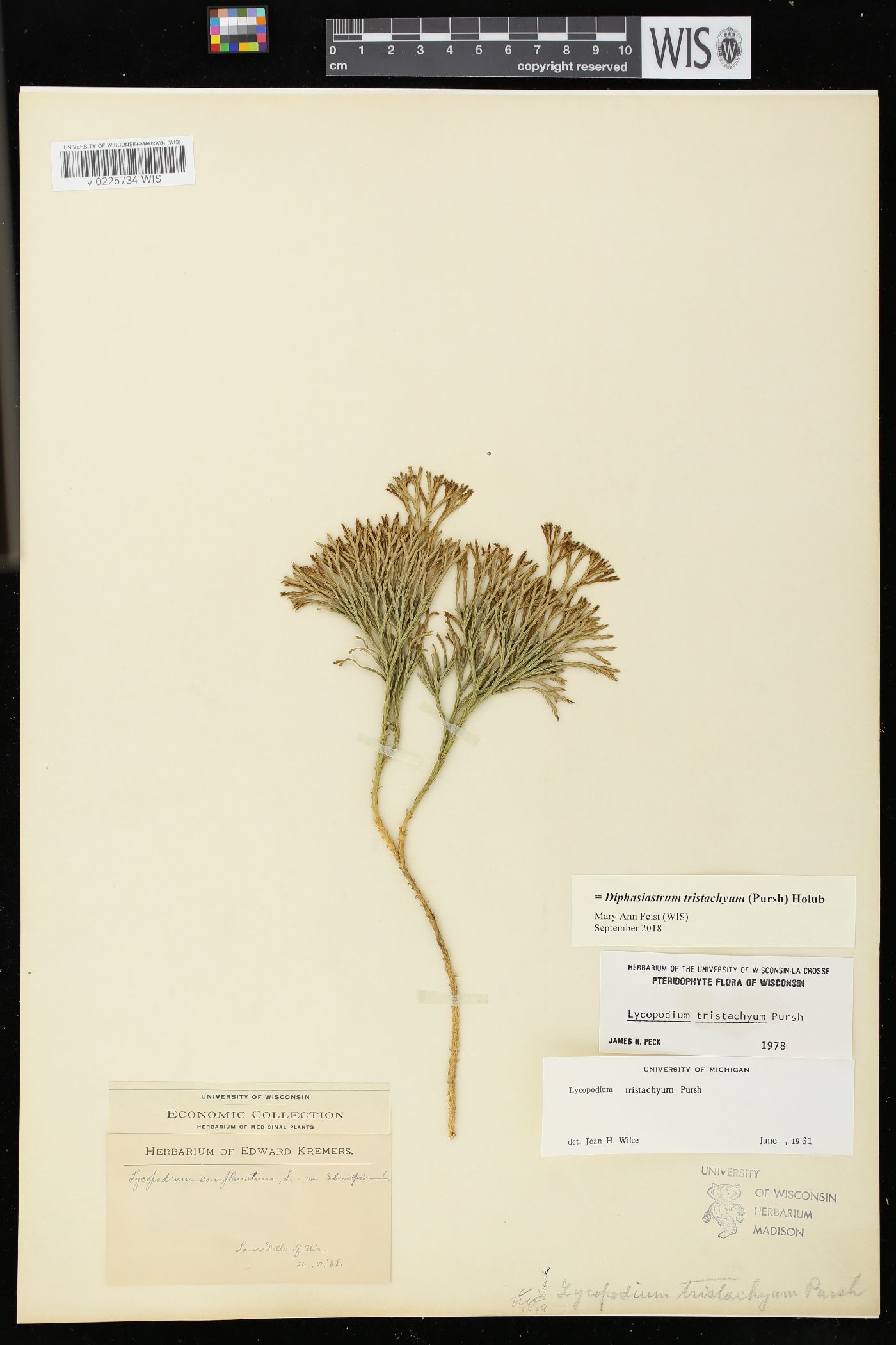 Diphasiastrum tristachyum image