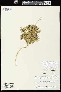 Diphasiastrum tristachyum image