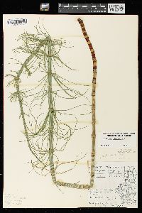 Equisetum fluviatile image