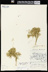 Diphasiastrum tristachyum image