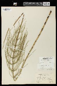 Equisetum fluviatile image